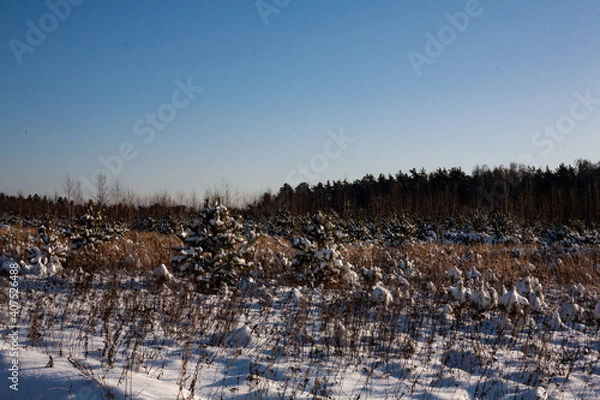 Fototapeta landscape with snow