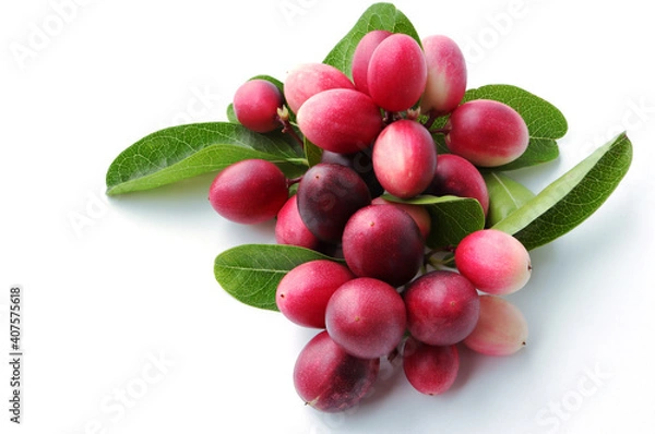 Fototapeta Carandas plum fruits, Carissa ( carandas Linn, Carunda, Karonda, Bengal currants, Mango yawning lime boo on white background. Fruit with medicinal properties.