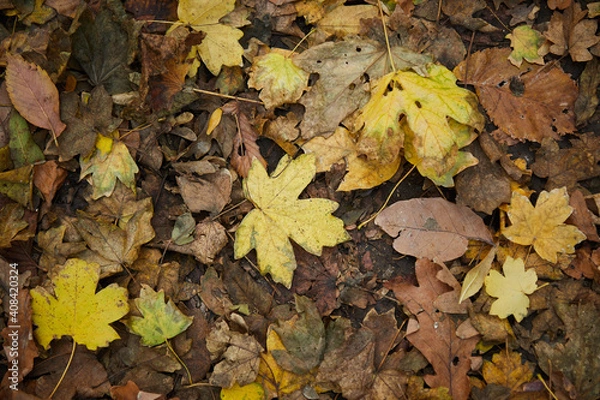 Fototapeta green yellow and brown autumn leaves lie on the ground top view