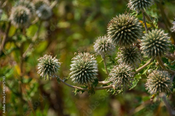 Fototapeta Thistle - Carduus at summer