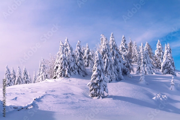 Fototapeta Winter landscape with snow covered spruce forest in mountains. Clear blue skies with sunlight.