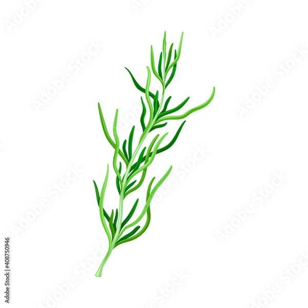 Fototapeta Dark Green Hijiki Seaweed or Sargassum as Sea Vegetable Vector Illustration