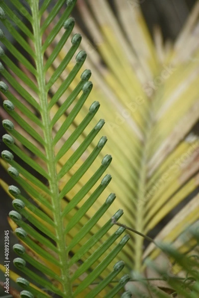 Fototapeta Detalle de una hoja de palmera