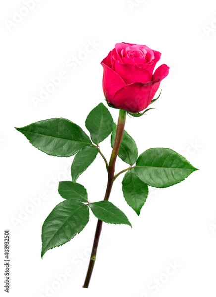 Fototapeta beautiful pink rose on a white background