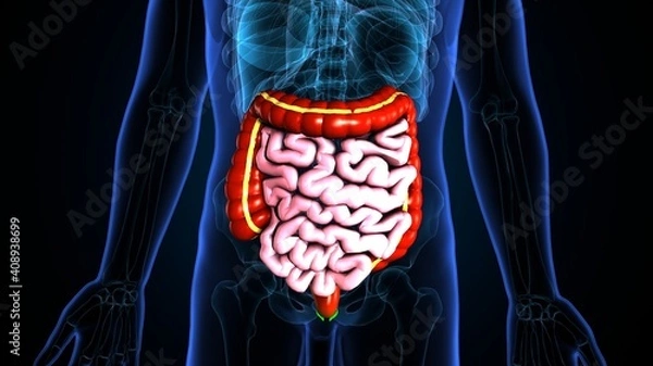 Obraz 3d illustration of human small and large intestine anatomy.