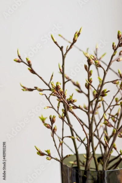 Fototapeta Bouquet of the with spring branches ,flowering bud in vase with water isolated on white background.decoration interior style for easter. Selective focus