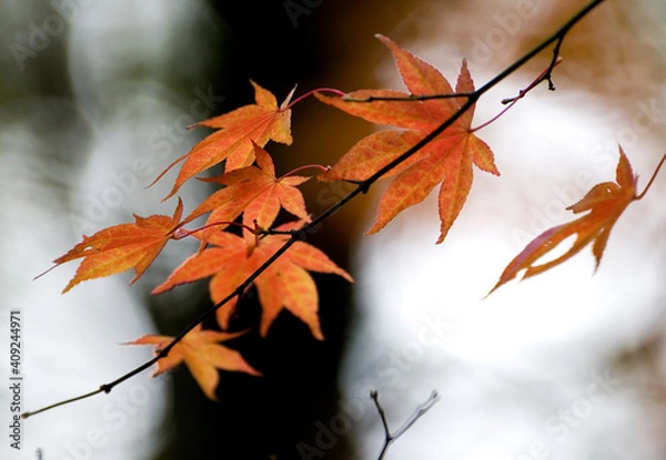 Fototapeta Close-up of orange Japanese maple leaves in autumn and very blurry background with a black tree trunk and white patches