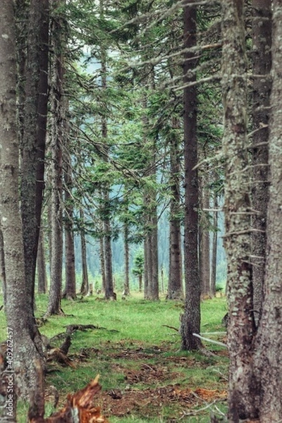 Fototapeta footpath in the woods