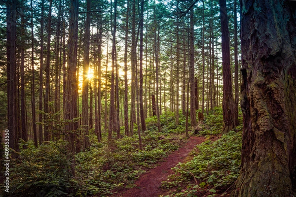 Fototapeta A trail in a lush green forest with tall pine trees backlit by the sun.