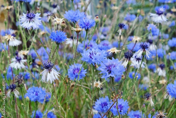 Fototapeta Blue cornflower (bachelor's button)  in flower during the summer