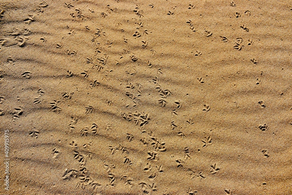 Fototapeta sand texture with birds footprint on the beach sand