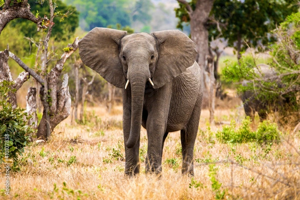 Fototapeta Baby African elephant in South Africa