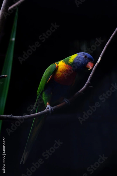 Fototapeta lorikeet parrot