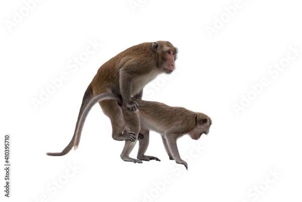 Obraz Monkeys are mating isolated on white background