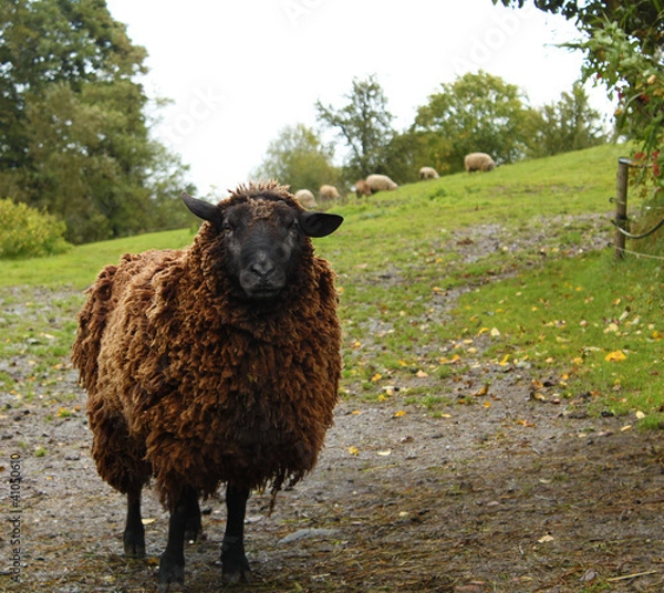 Fototapeta Black sheep