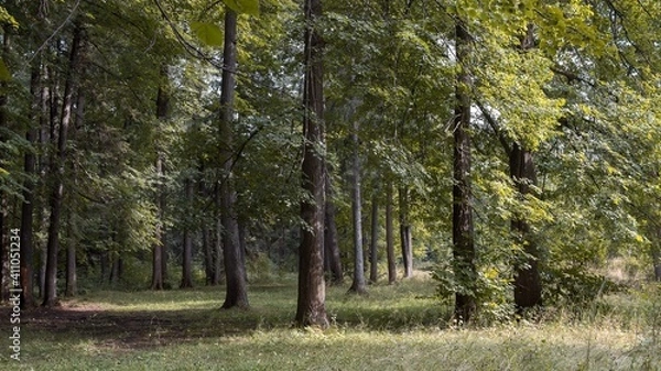 Fototapeta trees in the forest