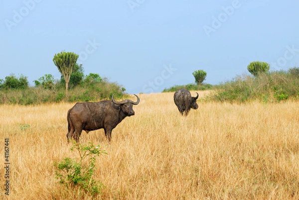 Fototapeta Cape race buffalo