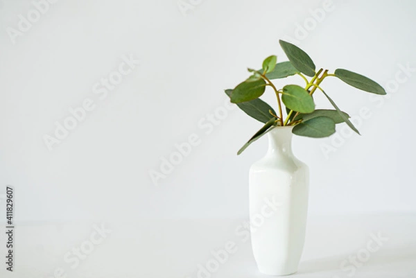 Fototapeta eucalyptus branches in white vase