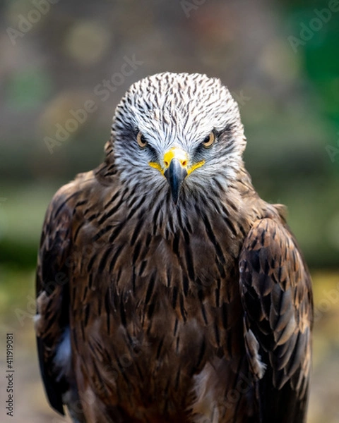 Fototapeta Black kite or black milanus Milvus migrans looking in front