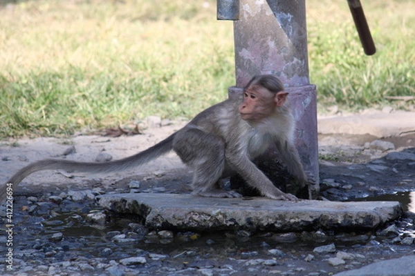 Fototapeta japanese macaque sitting on the rock