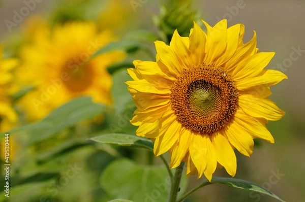 Fototapeta Sunflowers on green field