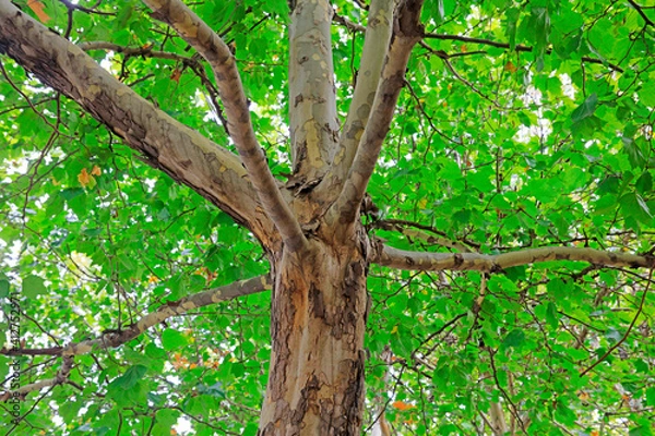 Fototapeta Close up photo of tree trunk of Paulownia fortunei