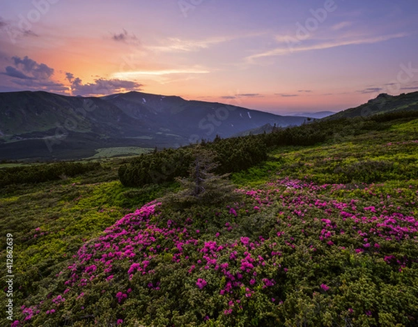 Obraz Pink rose rhododendron flowers on summer mountain slope