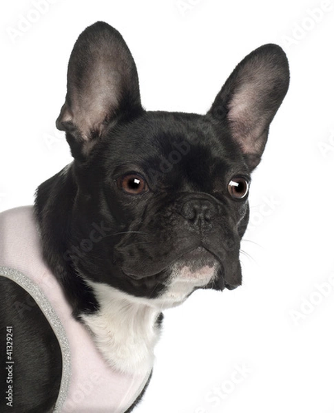 Fototapeta Close up of French Bulldog, 13 months old