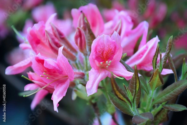 Fototapeta Vibrant azalea flowers in full bloom on a shrub