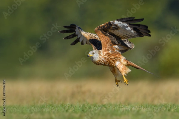 Fototapeta Bird patrolling the meadow on a sunny day, Red Kite