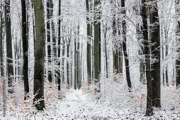 Fototapeta Beautiful winter day in the forest