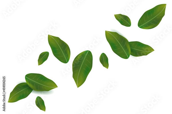 Fototapeta Spring green leaf on white background. Fresh Falling leaf for your design. Vector illustration.