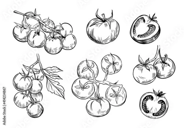 Obraz Tomato sketch. Line art. Set  illustrations. Black vector outline on transparent background