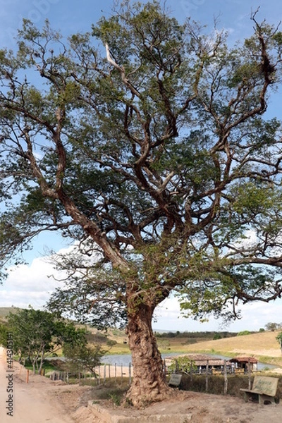 Fototapeta Countryside view with a tree Arapiraca. This tree gave its name to the city of Arapiraca, state of Alagoas, Brazil.