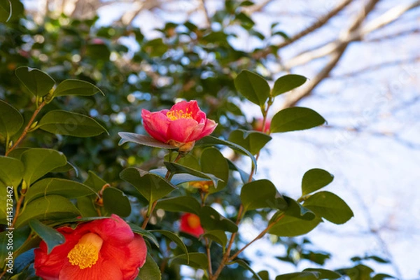 Fototapeta 赤い花の椿(ツバキ)の花言葉は「控えめな素晴らしさ」