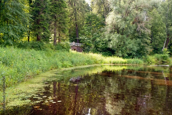 Fototapeta Summer afternoon on the old lake in the forest