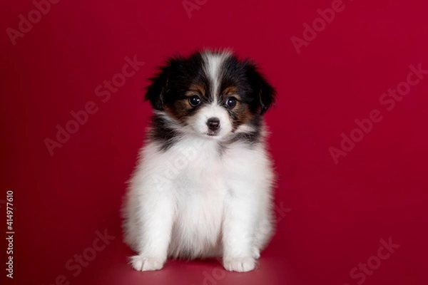 Fototapeta Beautiful little puppies of papillon breed in the studio