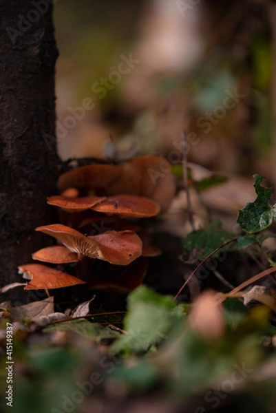 Fototapeta Enokitake or Winter Mushroom (Flammulina velutipes) growing on an old tree stump