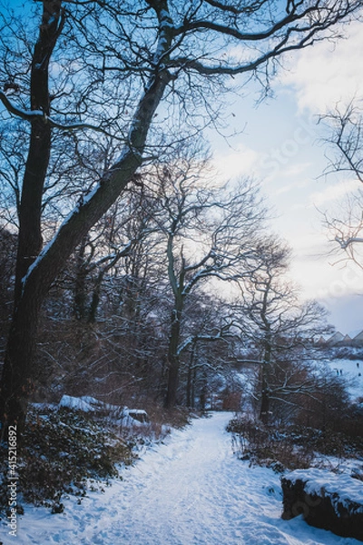 Fototapeta Throckley Dene (woodlands) in west Newcastle after heavy snowfall