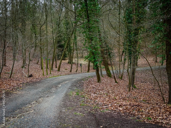 Fototapeta road in the woods