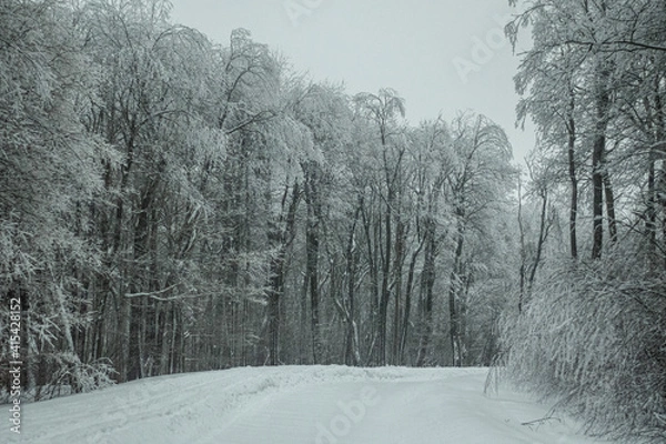 Fototapeta snow covered trees