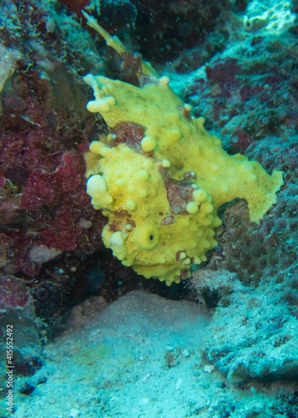 Obraz endangered Frog fish creature under water at coral reef 