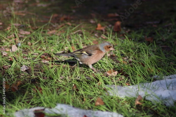 Fototapeta a finch sits on the ground