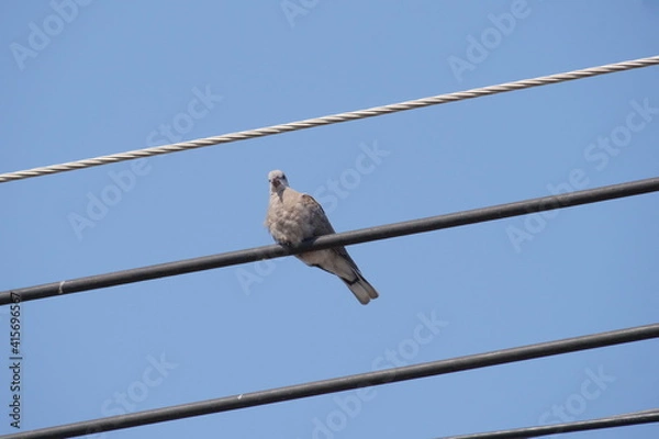 Fototapeta Wire perching bird