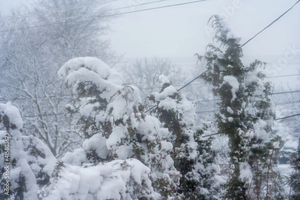 Fototapeta snow covered pine tree. Natural trees in winter, snowy season