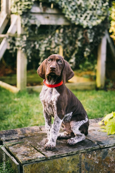 Fototapeta 8 week old German Short-haired Pointer puppy playing in the garden