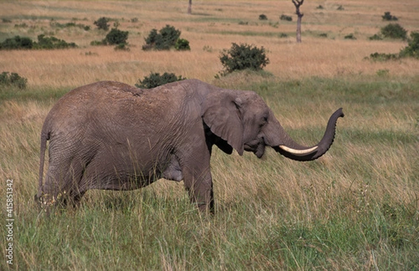 Fototapeta African Elephant, Afrikaanse olifant, Loxodonta africana