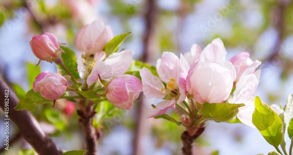 Fototapeta unblown pink apple flowers on a branch in the garden