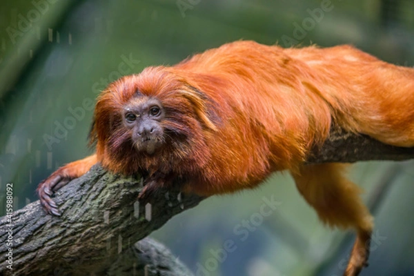 Fototapeta The golden lion tamarin (Leontopithecus rosalia) is a small New World monkey of the family Callitrichidae. Native to the Atlantic coastal forests of Brazil, an endangered species.