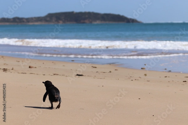 Fototapeta walking on the beach